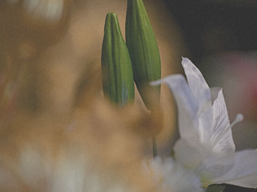 本堂の花