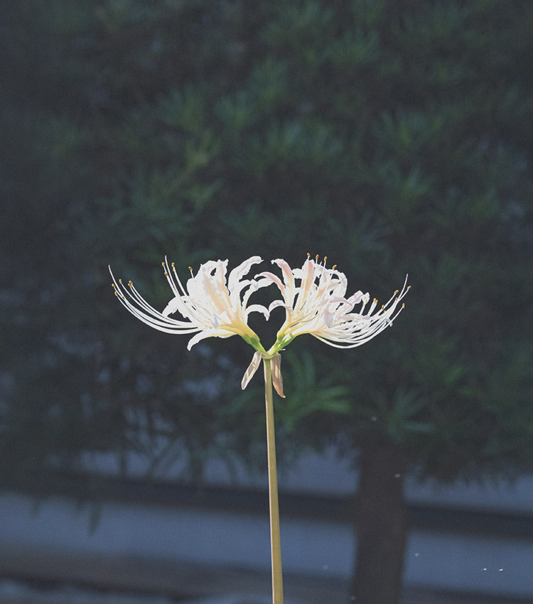 彼岸花